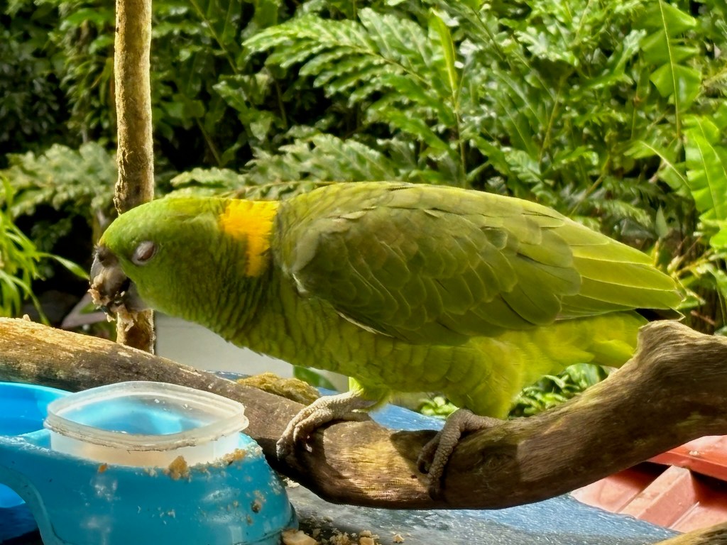a parrot joins us for breakfast